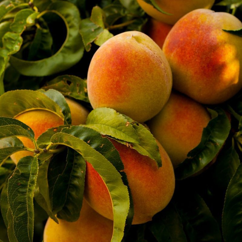 Photograph of Peaches