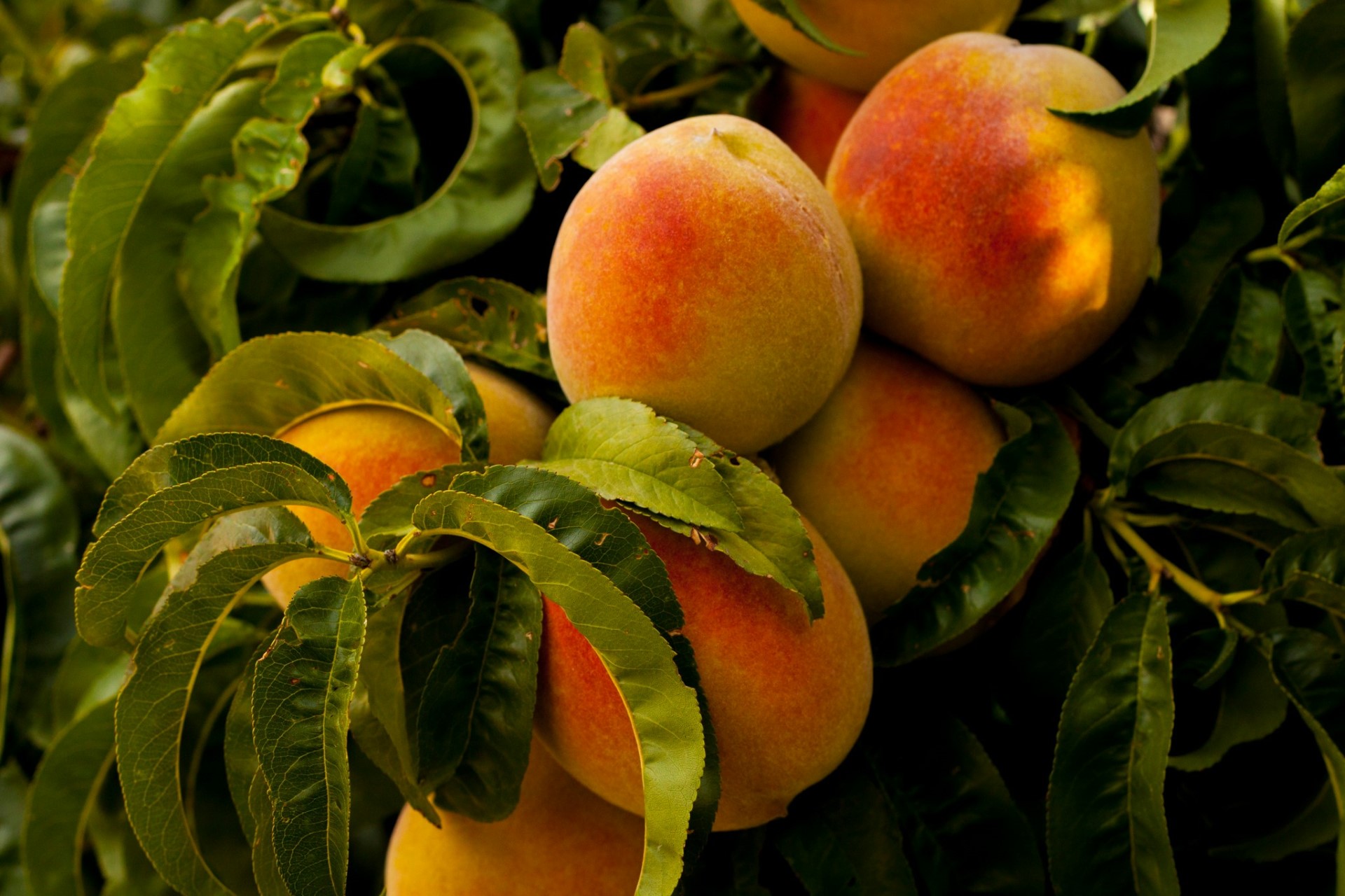 Photograph of Peaches