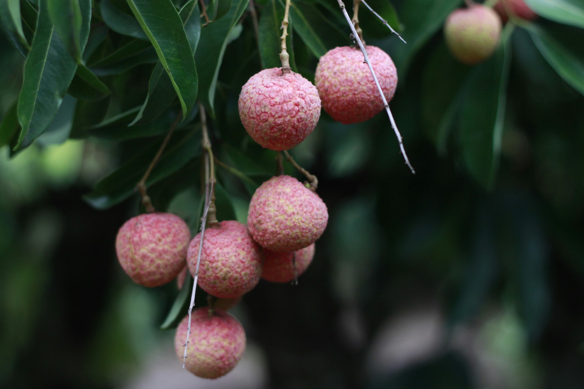 Photograph of Lychees