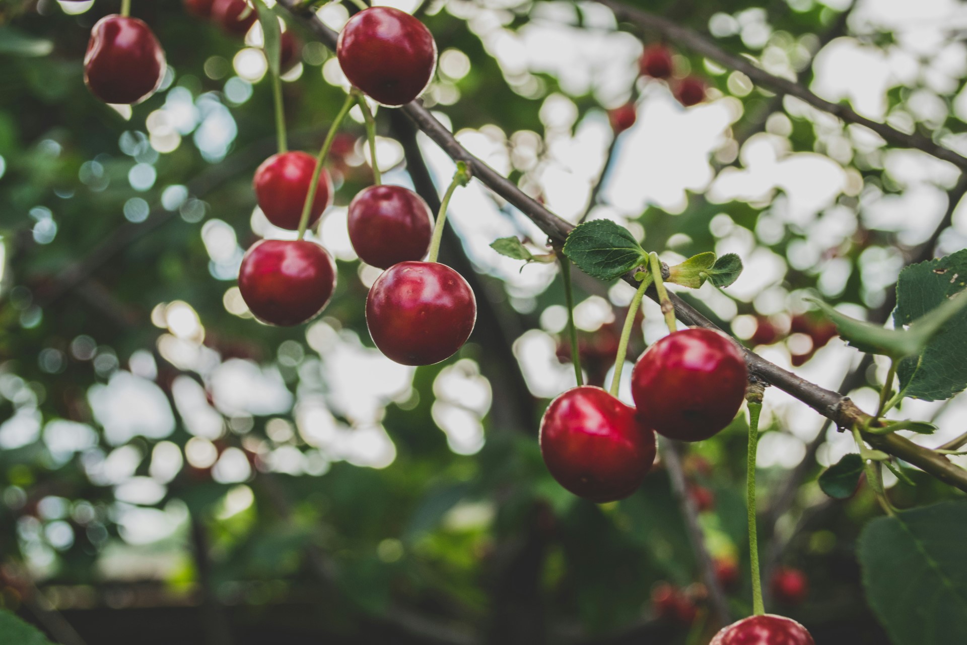 Photograph of Cherries